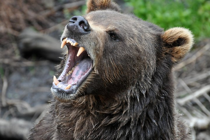 Sitka Wildlife Tour including Totem Park and Fortress of the Bear